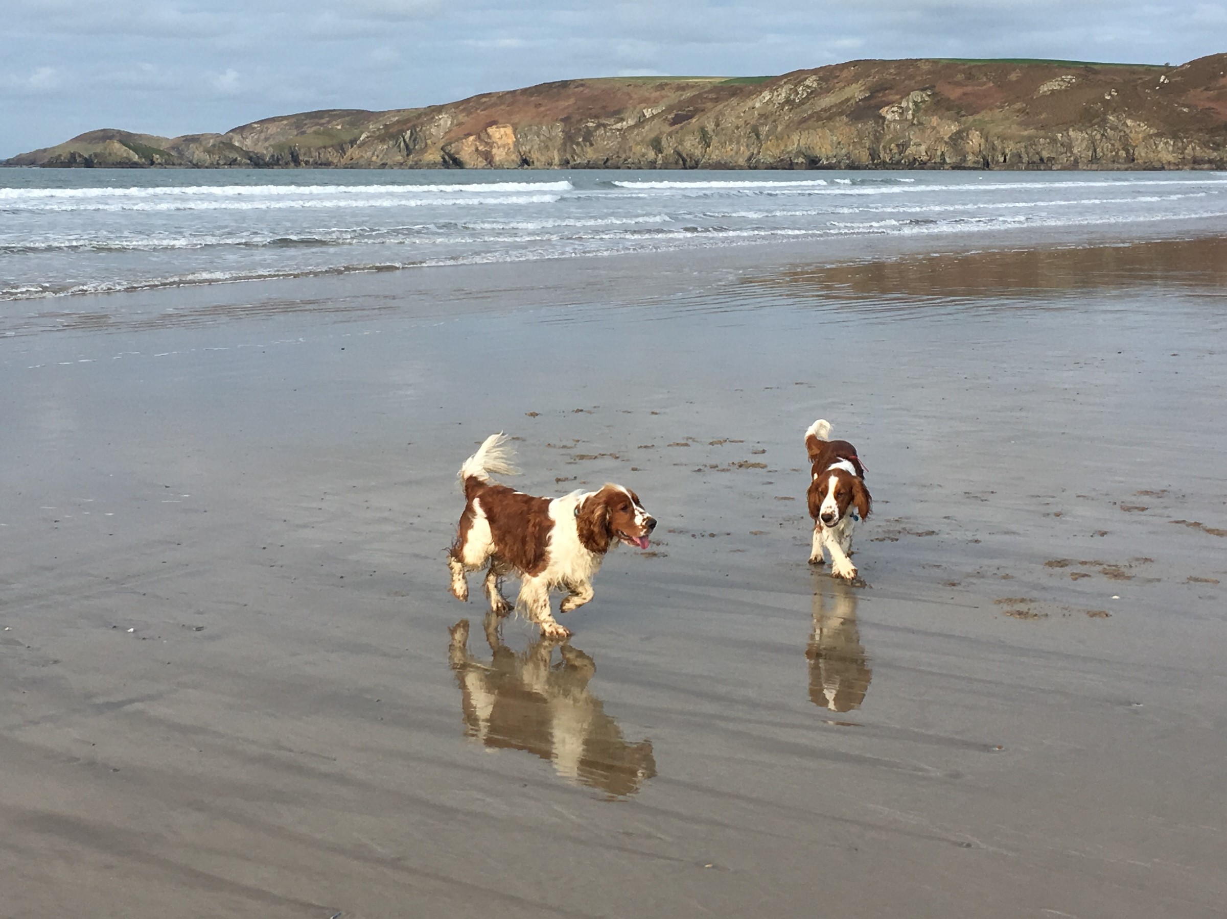 Canine pals Alfie & Dylan on Newgale Beach
