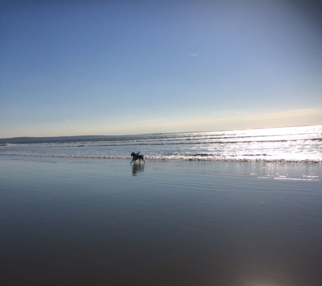 dog on beach in wales 2